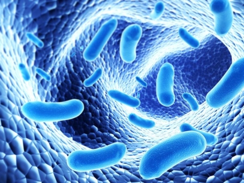 Probiotics – The Protectors of the Intestine